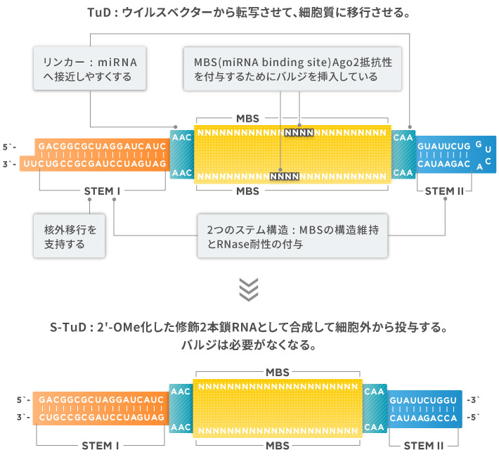 TuDの構造とその特徴の図