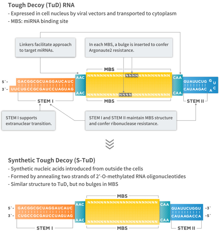 Tough Decoy (TuD) RNA