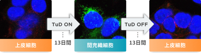 miRNAの活性制御による上皮－間充織転換の図